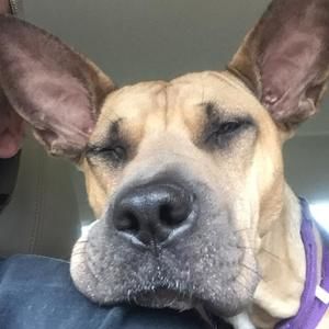 Meet your Posher, Stella bo-bella coachella